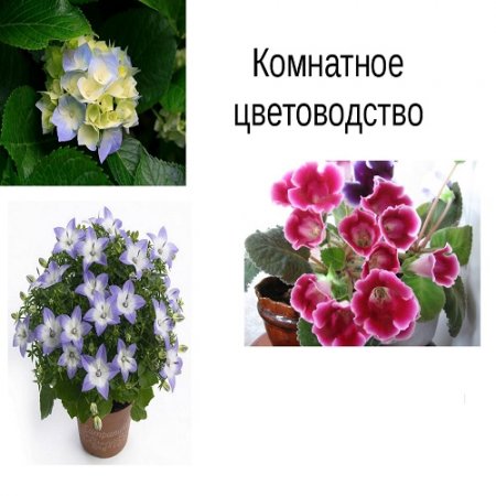 Обложка к Комнатное цветоводство в вопросах и ответах